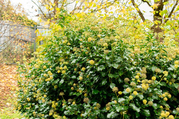 Fototapeta premium Ivy or Hedera plant in Saint Gallen in Switzerland