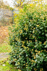 Ivy or Hedera plant in Saint Gallen in Switzerland