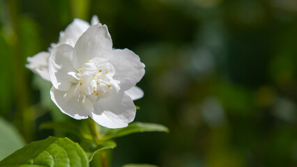 White jasmine flower in the sun rays.