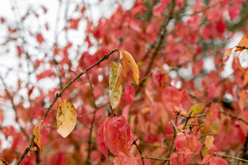 Euonymus Verrucosus plant in Saint Gallen in Switzerland