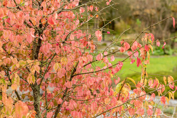 Fototapeta premium Euonymus Verrucosus plant in Saint Gallen in Switzerland