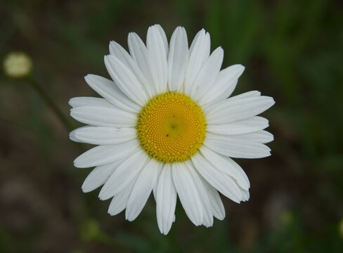 Daisy with a soft green background