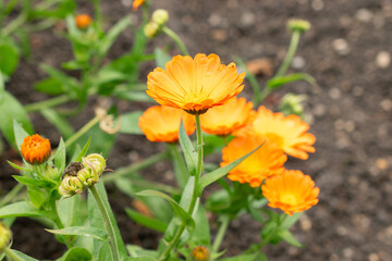 Pot marigold or Calendula Officinalis plant in Saint Gallen in Switzerland