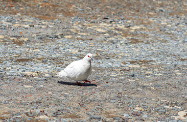 White dove walking on a gravel path, peaceful moment on a stone-covered road