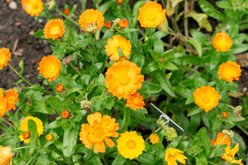 Pot marigold or Calendula Officinalis plant in Saint Gallen in Switzerland