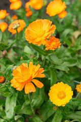 Pot marigold or Calendula Officinalis plant in Saint Gallen in Switzerland