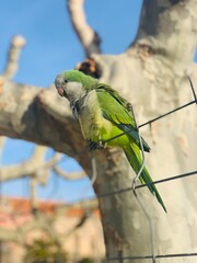 green and yellow parrot