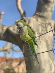 parrot on a branch