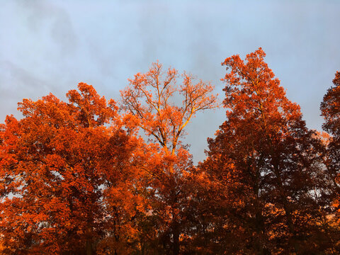 Fall Foliage Orange Leaves and Grey Sky