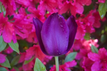 Purple Tulip with Water Droplets and Pink Flower Background