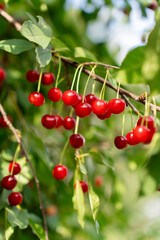 Bountiful Red Felt Cherry Berries on Tree. Harvest of berries in a farmer's orchard