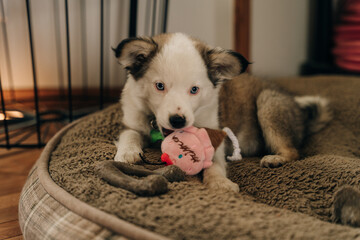 Fototapeta premium black and white puppies playing
