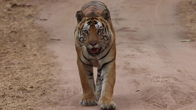 A tiger walking on the road of Bhandavgarh Tiger Reserve, Madhya pradesh, India
