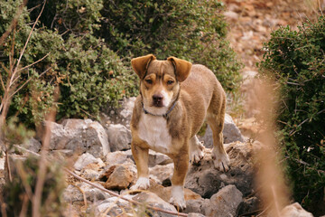 a brown little dog with a collar walks on the street on the rocks among the bushes