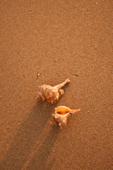 Seashells on yellow sand near the sea