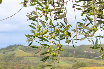 Olive verte sur son arbres au mois d'octobre avant la coeullette en Italie 