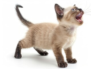 Obraz premium Playful Siamese Kitten with Mouth Open in Surprise