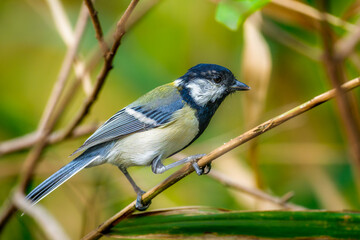 枝にとまるシジュウカラ