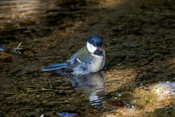 水浴びするシジュウカラ