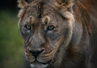 A close up of an Asiatic Lion (Lioness)