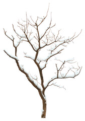Fototapeta premium PNG Real dry tree snow isolated nature.