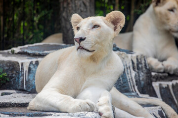 The white lion is a rare color mutation of the lion, specifically the Southern African lion. 
White lions are not albinos. Their white color is caused by a recessive trait, 