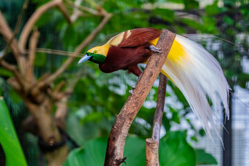 The male Lesser Bird-of-Paradise (Paradisaea minor) is a stunning bird native to the lowland...
