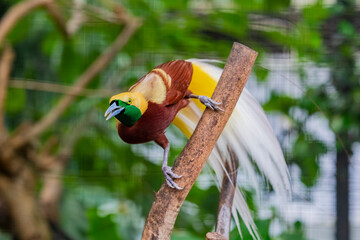 The male Lesser Bird-of-Paradise (Paradisaea minor) is a stunning bird native to the lowland...