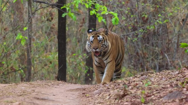 A tiger walking at Bhandavgarh Tiger Reserve, Madhya pradesh, India