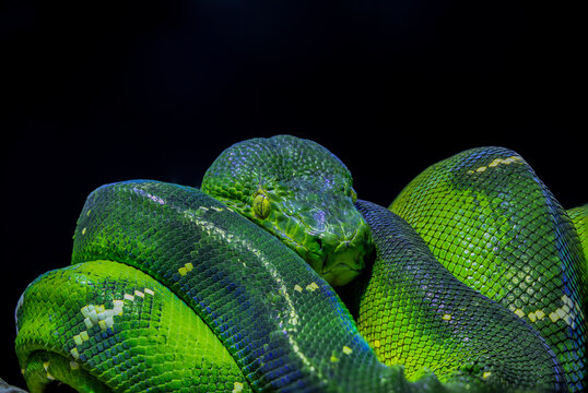 The emerald tree boa (Corallus caninus)  is a boa species found in the rainforests of South America.
The color pattern typically consists of an emerald green ground color 