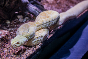 Albino western diamondback rattlesnake (Crotalus atrox) is a venomous rattlesnake species found in the southwestern United States and Mexico.
It ranges throughout the southwestern USA and north Mexico