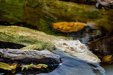 albino saltwater crocodile (Crocodylus porosus) is a crocodilian native to saltwater habitats and brackish wetlands from India's east coast across Southeast Asia and the Sundaic region to Australia.