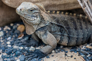 The Cuban rock iguana (Cyclura nubila) is one of the most endangered groups of lizards.
A herbivorous species with a thick tail and spiked jowls.