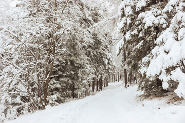 path immersed in the snow