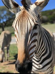 Naklejka premium Zebra profile 