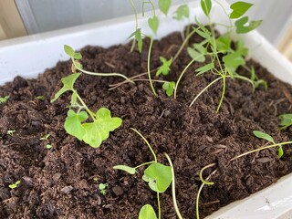 young plant