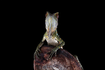 Forest dragon lizard on a branch, head and spiked forest dragon lizard, Gonocephalus chamaeleontinus