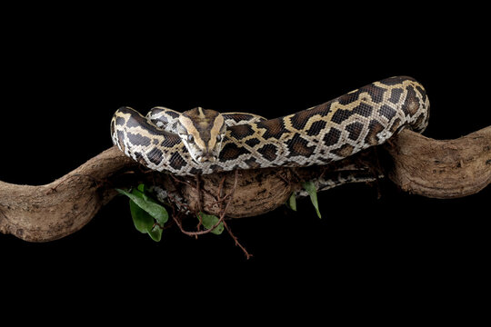 Python molurus bivittatus isolated on black background, Burmese python snake on branch, non-venomous snake