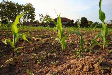 Young corn plants growing well in rural agricultural land.