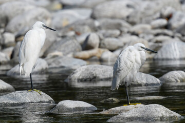 white egret heron in the foreground, in summer, on the river watching