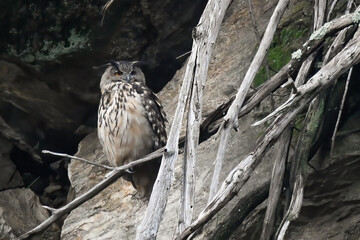 eagle owl sitting on the branch in the rocks