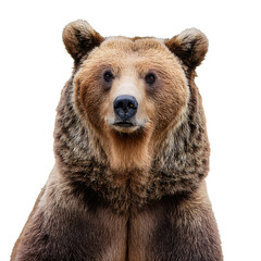 bear isolated white png background canon camera front