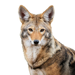 Fototapeta premium coyote image white background png file available viewing