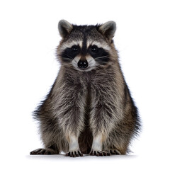 white png image raccoon full body isolation white background