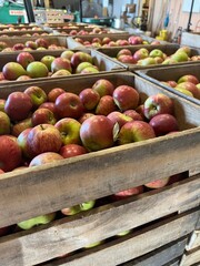 apples in a market