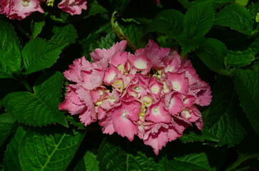 Close up of lavish bushes of pink hydrangea flowers with green leaves.