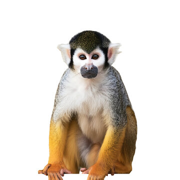 white image squirrel monkey full body view white background png file