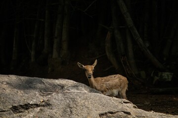 Deer staring