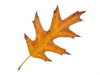 maple leaf on a white background