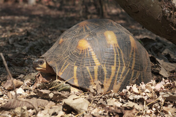 radiated tortoise or Astrochelys radiata is endemic to madagascar and extremly endangered due to loss of habitat